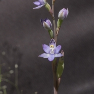 Thelymitra sp. at Hawker, ACT - 30 Oct 2021
