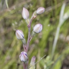 Thelymitra sp. at Hawker, ACT - 30 Oct 2021