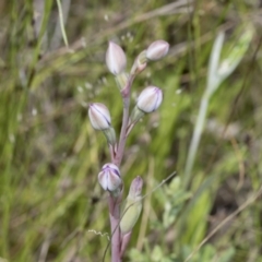 Thelymitra sp. at Hawker, ACT - suppressed