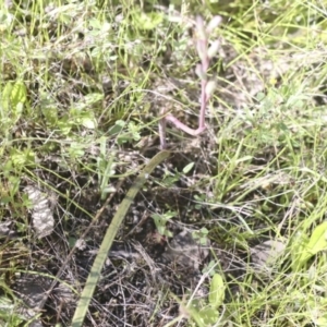 Thelymitra sp. at Hawker, ACT - suppressed