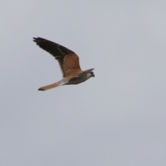 Falco cenchroides (Nankeen Kestrel) at Jerrabomberra, ACT - 23 Oct 2021 by RodDeb