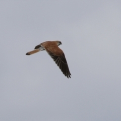 Falco cenchroides at Jerrabomberra, ACT - 23 Oct 2021