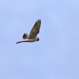 Falco cenchroides at Jerrabomberra, ACT - 23 Oct 2021 11:43 AM