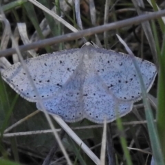 Taxeotis intermixtaria (Dark-edged Taxeotis) at Rendezvous Creek, ACT - 25 Oct 2021 by JohnBundock