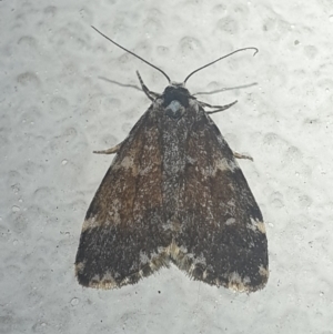 Halone coryphoea at Turner, ACT - 26 Oct 2021 08:46 PM