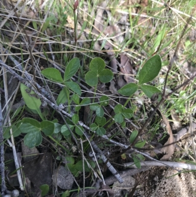 Cullen microcephalum (Dusky Scurf-pea) at Rendezvous Creek, ACT - 24 Oct 2021 by Tapirlord