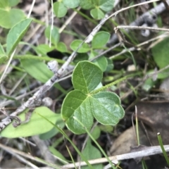 Cullen microcephalum at Rendezvous Creek, ACT - 24 Oct 2021 10:19 AM