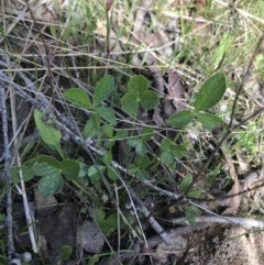 Cullen microcephalum at Rendezvous Creek, ACT - 24 Oct 2021 10:19 AM