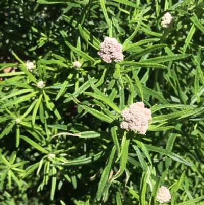Cassinia longifolia (Shiny Cassinia, Cauliflower Bush) at Rendezvous Creek, ACT - 24 Oct 2021 by Tapirlord