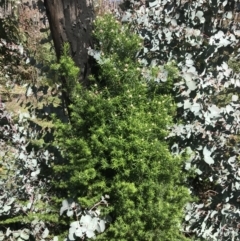 Cassinia longifolia at Rendezvous Creek, ACT - 24 Oct 2021