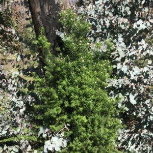 Cassinia longifolia at Rendezvous Creek, ACT - 24 Oct 2021