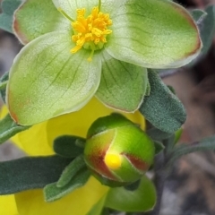 Hibbertia obtusifolia (Grey Guinea-flower) at Acton, ACT - 23 Oct 2021 by abread111