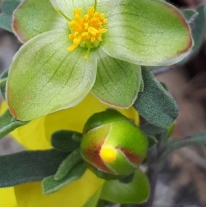 Hibbertia obtusifolia at Acton, ACT - 23 Oct 2021 04:13 PM