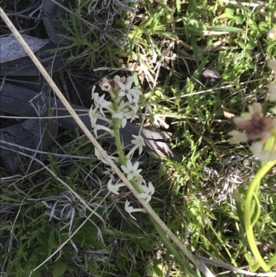 Stackhousia monogyna (Creamy Candles) at Rendezvous Creek, ACT - 24 Oct 2021 by Tapirlord