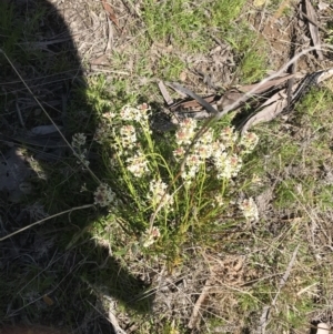 Stackhousia monogyna at Rendezvous Creek, ACT - 24 Oct 2021