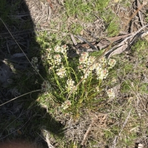 Stackhousia monogyna at Rendezvous Creek, ACT - 24 Oct 2021