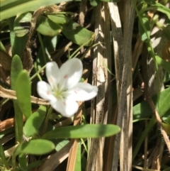 Montia australasica (White Purslane) at Rendezvous Creek, ACT - 24 Oct 2021 by Tapirlord