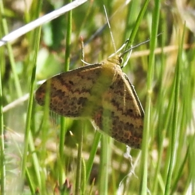 Scopula rubraria (Reddish Wave, Plantain Moth) at Rendezvous Creek, ACT - 26 Oct 2021 by JohnBundock