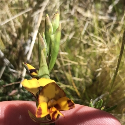 Diuris semilunulata (Late Leopard Orchid) at Rendezvous Creek, ACT - 23 Oct 2021 by Tapirlord