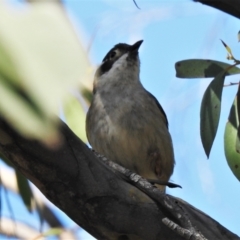 Melithreptus brevirostris (Brown-headed Honeyeater) at Namadgi National Park - 26 Oct 2021 by JohnBundock