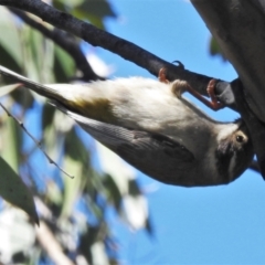 Melithreptus brevirostris at Rendezvous Creek, ACT - 26 Oct 2021