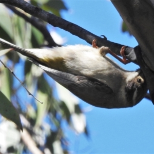 Melithreptus brevirostris at Rendezvous Creek, ACT - 26 Oct 2021