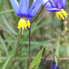 Stypandra glauca (Nodding Blue Lily) at ANBG South Annex - 23 Oct 2021 by abread111