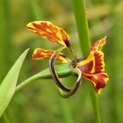 Diuris semilunulata (Late Leopard Orchid) at Tidbinbilla Nature Reserve - 25 Oct 2021 by JohnBundock