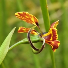 Diuris semilunulata (Late Leopard Orchid) at Paddys River, ACT - 25 Oct 2021 by JohnBundock