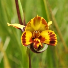 Diuris semilunulata at Paddys River, ACT - 25 Oct 2021