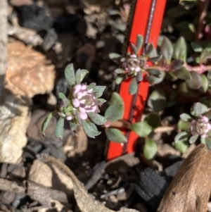 Poranthera oreophila at Mount Clear, ACT - 26 Oct 2021