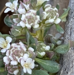 Poranthera oreophila at Mount Clear, ACT - 26 Oct 2021