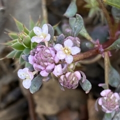 Poranthera oreophila at Mount Clear, ACT - 26 Oct 2021