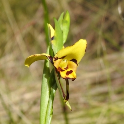 Diuris sulphurea (Tiger Orchid) at Paddys River, ACT - 25 Oct 2021 by JohnBundock