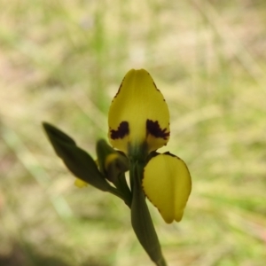 Diuris sulphurea at Paddys River, ACT - 25 Oct 2021