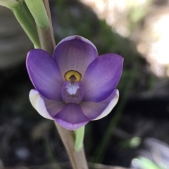 Thelymitra megcalyptra (Swollen Sun Orchid) at Hall, ACT - 26 Oct 2021 by strigo