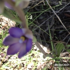 Thelymitra megcalyptra at Hall, ACT - suppressed