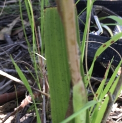 Thelymitra megcalyptra at Hall, ACT - suppressed