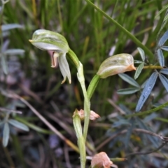 Bunochilus montanus (Montane Leafy Greenhood) at Paddys River, ACT - 25 Oct 2021 by JohnBundock