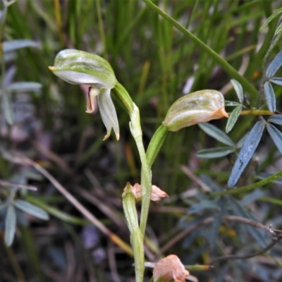 Bunochilus montanus (ACT) = Pterostylis jonesii (NSW) (Montane Leafy Greenhood) at Paddys River, ACT - 25 Oct 2021 by JohnBundock