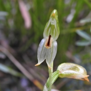 Bunochilus montanus (ACT) = Pterostylis jonesii (NSW) at Paddys River, ACT - 25 Oct 2021