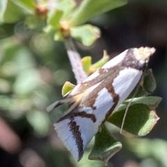 Ocystola paulinella (A Concealer Moth) at Namadgi National Park - 26 Oct 2021 by RAllen