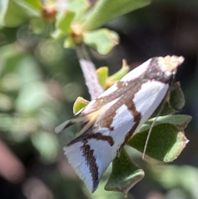 Ocystola paulinella (A Concealer Moth) at Namadgi National Park - 26 Oct 2021 by RAllen
