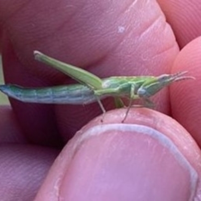 Keyacris scurra (Key's Matchstick Grasshopper) at Forde, ACT - 26 Oct 2021 by gregbaines