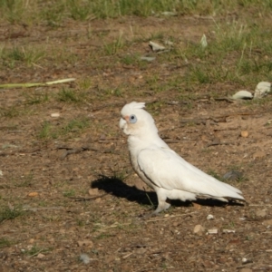 Cacatua sanguinea at Jerrabomberra, NSW - 26 Oct 2021 06:18 PM