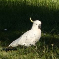 Cacatua galerita (Sulphur-crested Cockatoo) at Jerrabomberra, NSW - 26 Oct 2021 by SteveBorkowskis