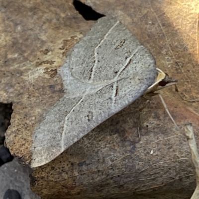 Antasia flavicapitata (Yellow-headed Heath Moth (Oenochrominae)) at Mount Clear, ACT - 26 Oct 2021 by RAllen