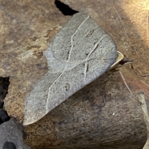 Antasia flavicapitata at Mount Clear, ACT - 26 Oct 2021