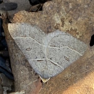 Antasia flavicapitata at Mount Clear, ACT - 26 Oct 2021