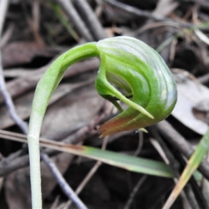 Pterostylis nutans at Paddys River, ACT - 25 Oct 2021